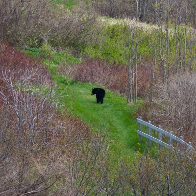 Bear on the Trail