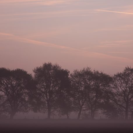 Liereman Trees